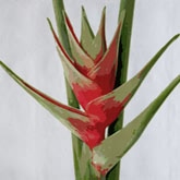Deb Haugen家居生活